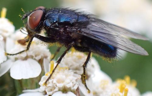 Réf. 339 160 : Protocalliphora azurea